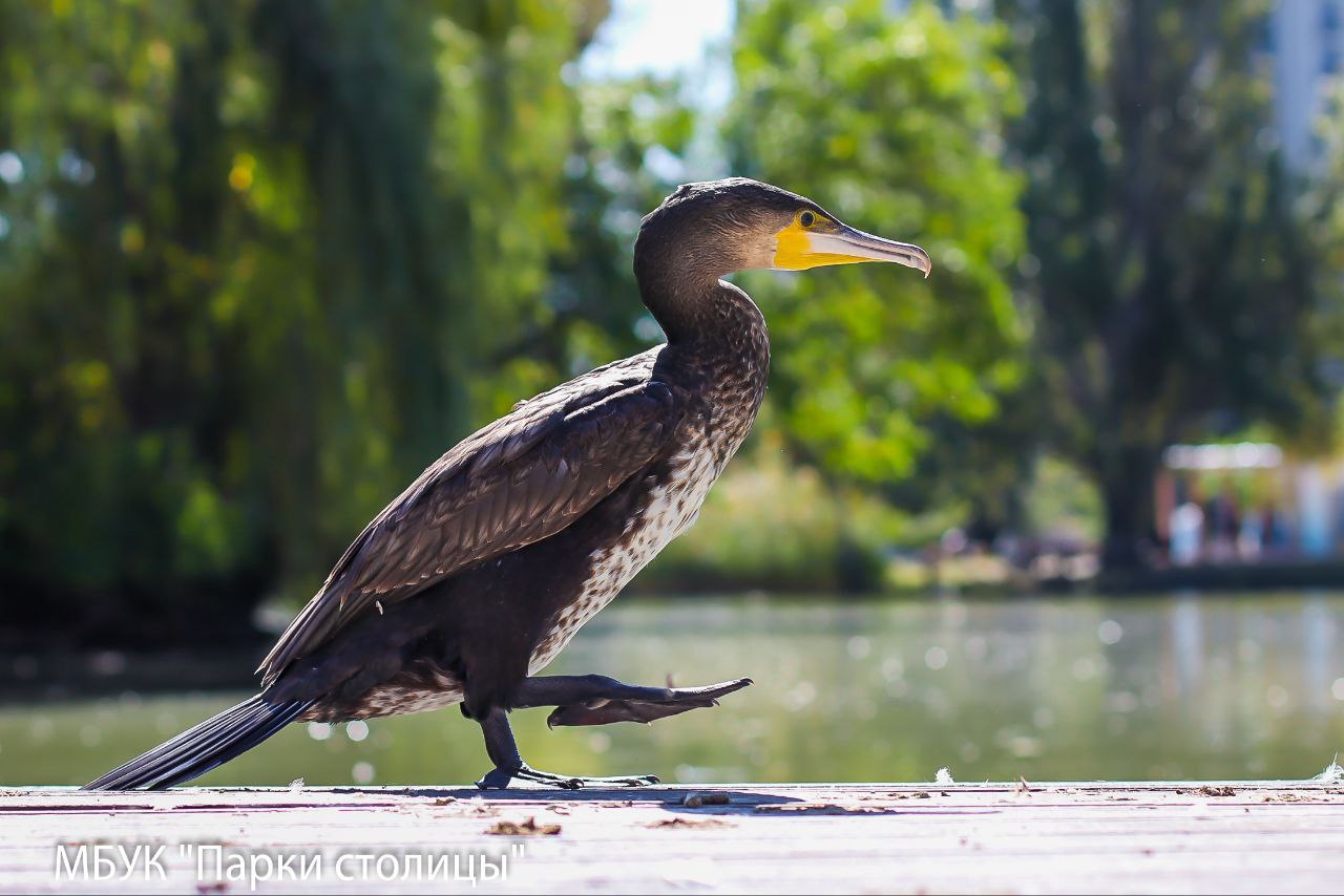 Знаменитый баклан Яшка остался зимовать в Симферополе