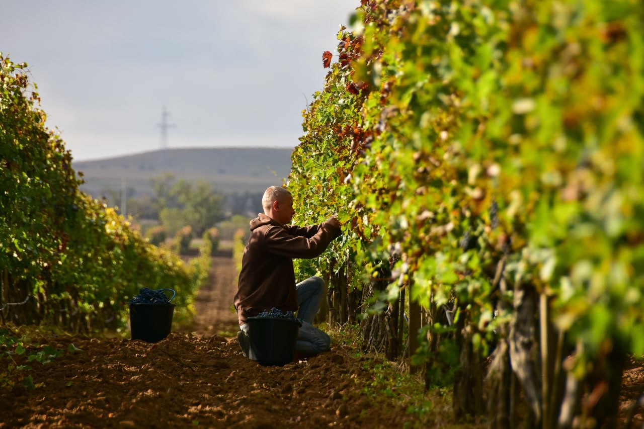 В рамках свободной экономической зоны в Крыму реализуется больше 1200 инвестпроектов