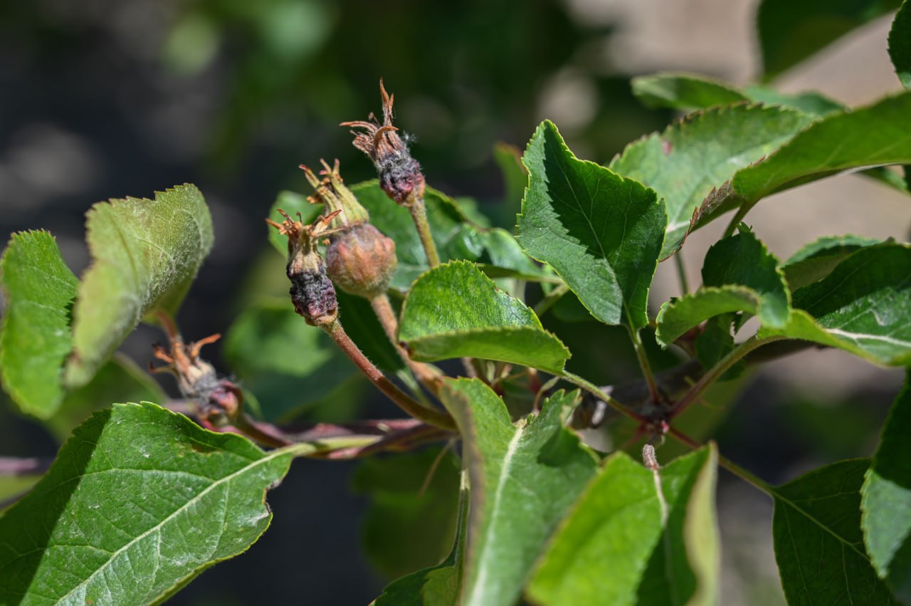 В четырёх районах Крыма ввели режим ЧС из-за гибели урожая фруктов: кто получит компенсацию