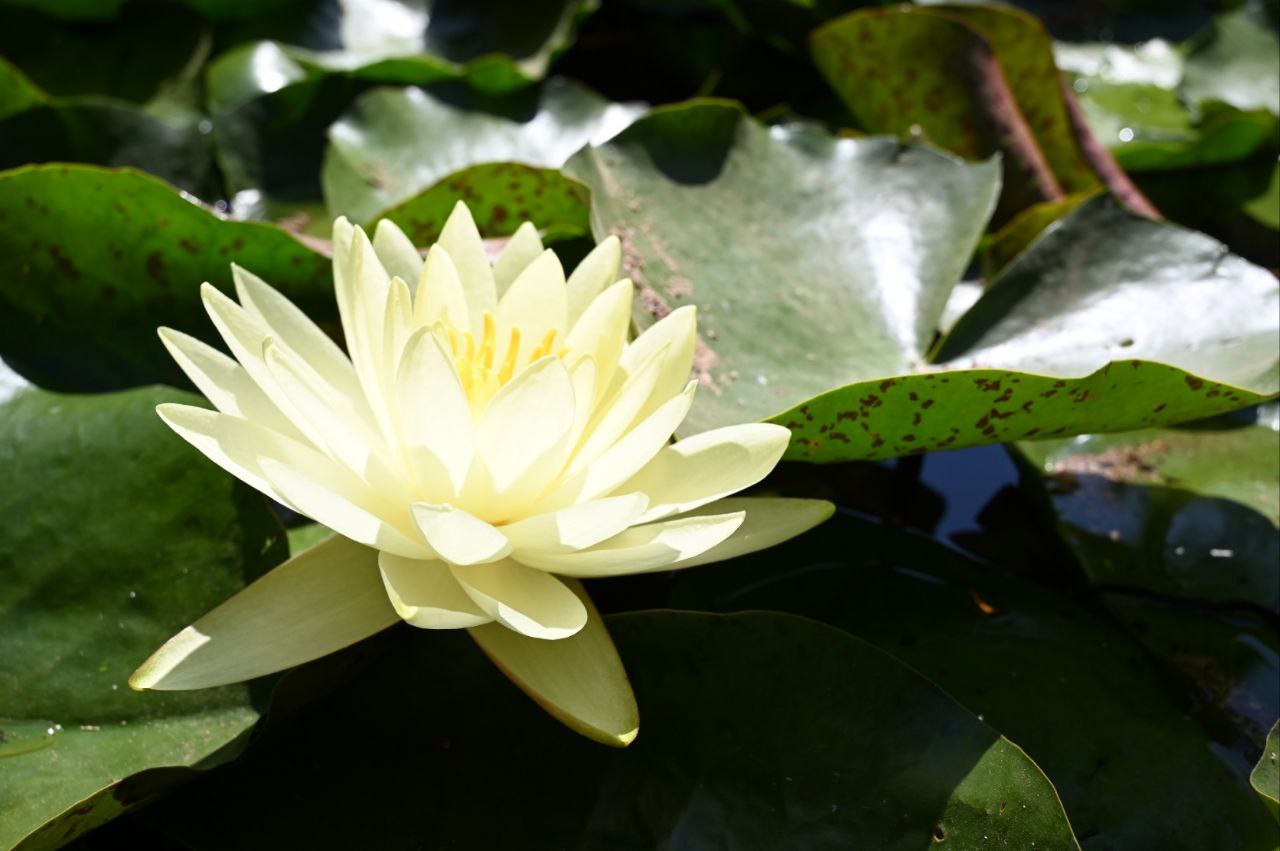 Погода в Крыму 9 августа: жарко и солнечно