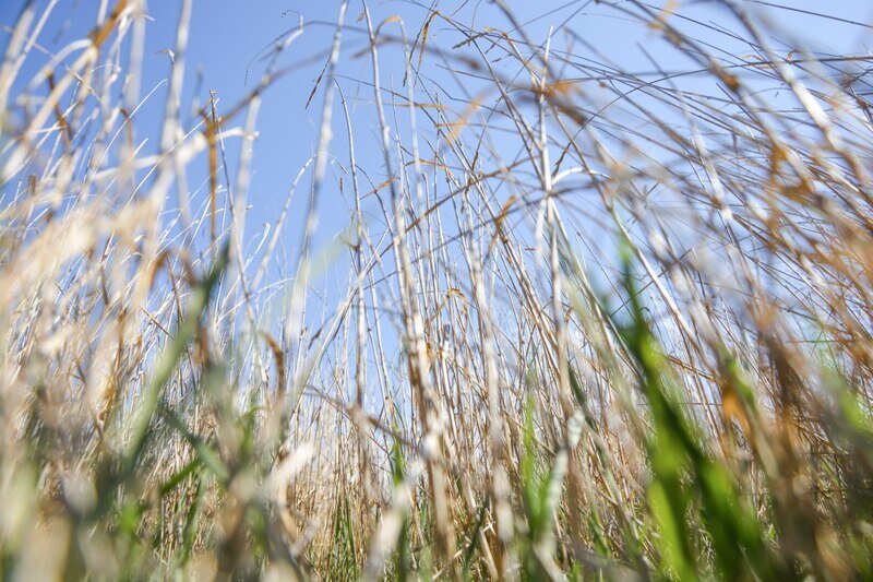 Какой сегодня день: 15 июня