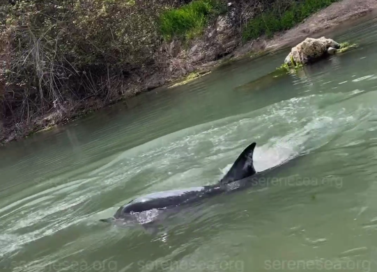 Пневмония, паразиты и первые улучшения: у дельфина, которого 9 дней спасают в Крыму, появилась надежда на выздоровление