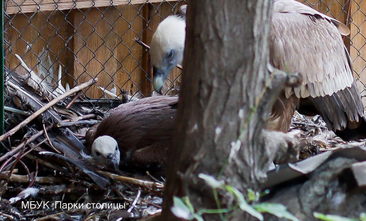 У белоголовых сипов в зооуголке Симферополя появился птенец