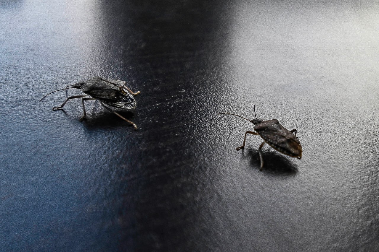 Причина массового нашествия клопов в Крыму и что делать, если насекомые уже в доме