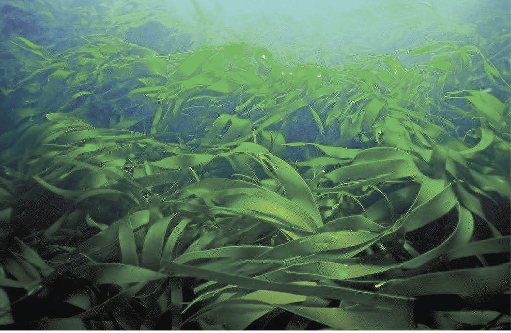 В Карелии откроют завод по переработке морских водорослей