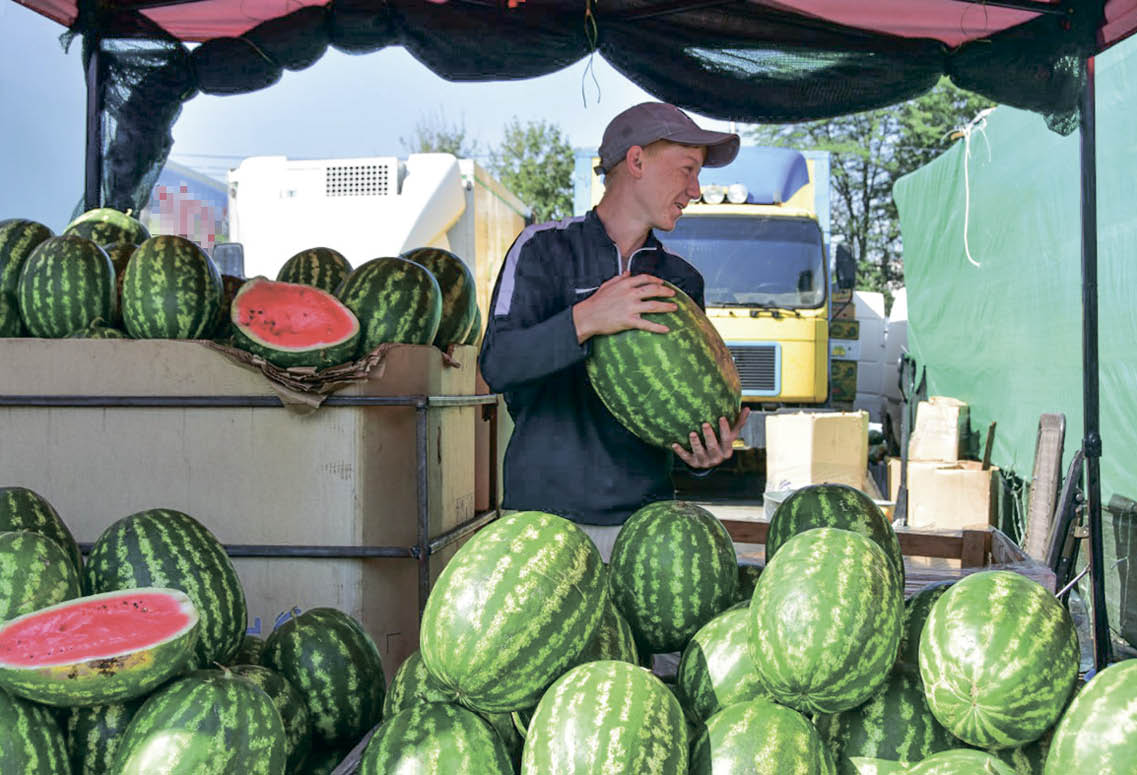 Урожай бахчевых в Крыму: современные технологии и популярность за пределами региона