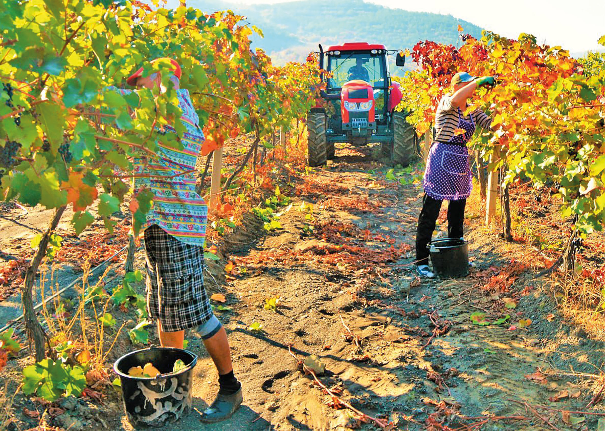 Земельный контроль в Крыму: судебная практика в отношении заброшенных  сельхозземель и борьба с "фантомными" виноградниками 