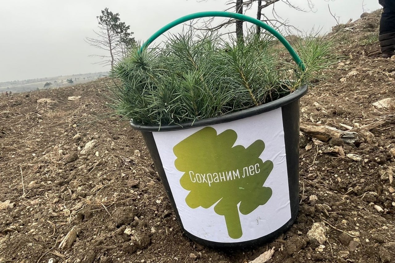 В Крыму за четыре дня высадили 14 тысяч деревьев