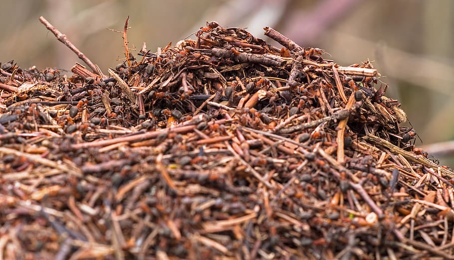 Промокает ли муравейник в дождь и может ли сыр с плесенью испортиться: рубрика интересных фактов