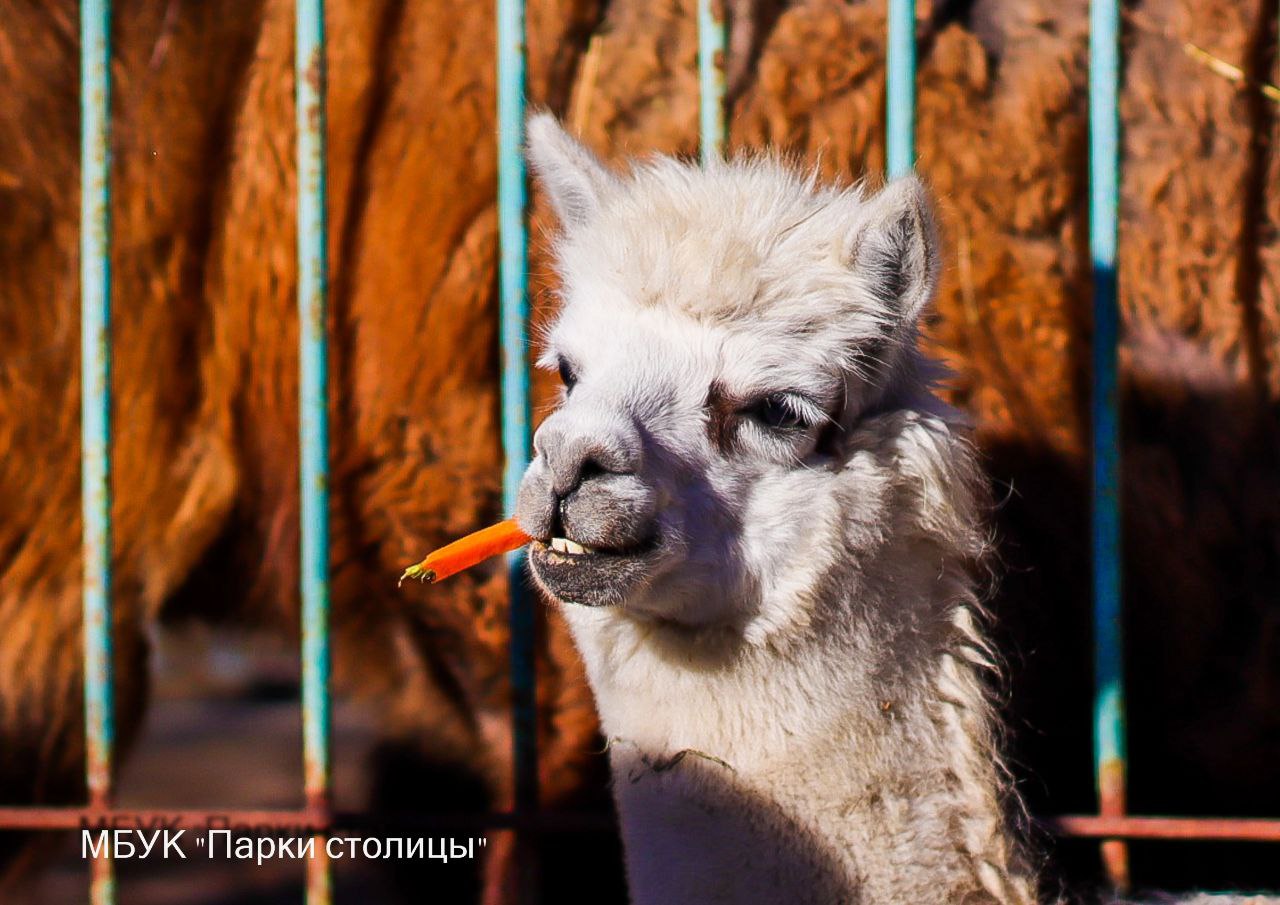 Очень дружелюбен и крайне любопытен: в симферопольском зоогулке новый постоялец