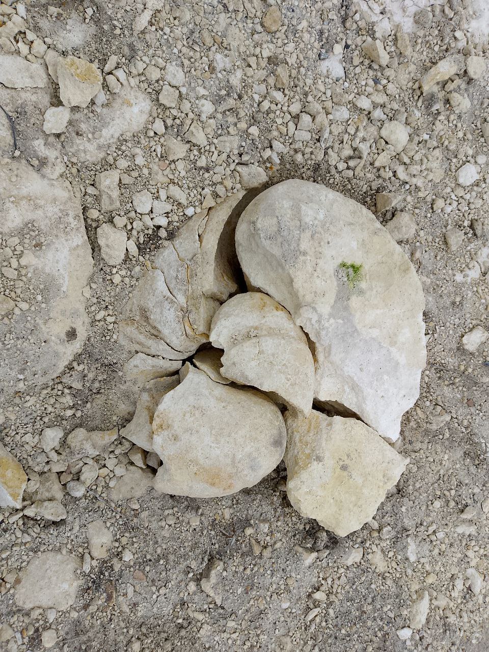 Восстановить гигантского древнего моллюска, найденного в Симферополе, будет несложно