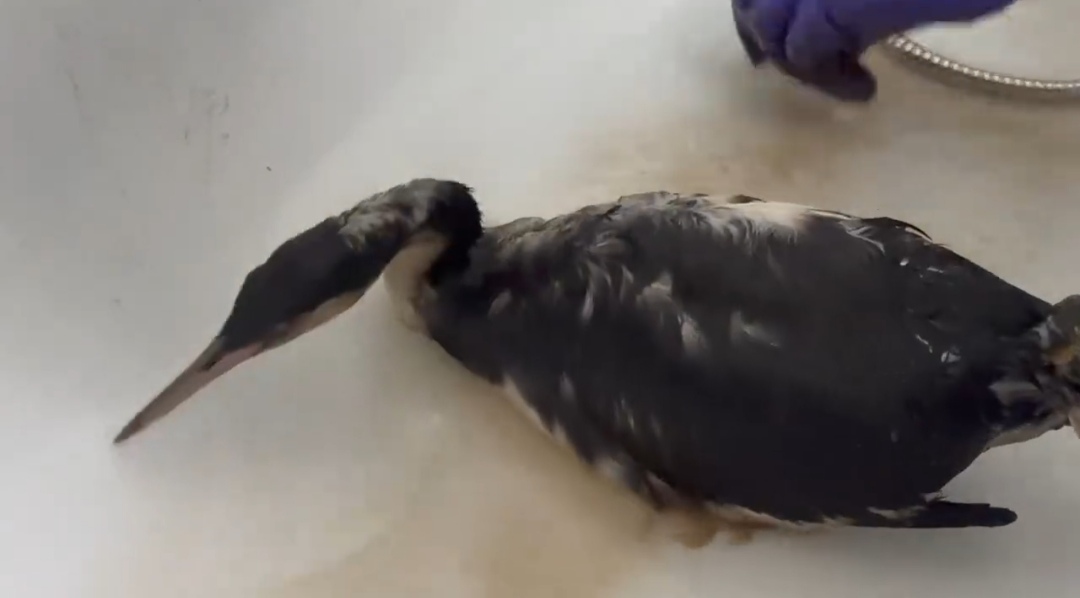 В крымских зоопарках находится порядка 150 птиц, пострадавших от разлива мазута в Керченском проливе