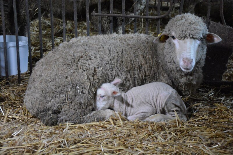 Крымские аграрии могут повысить квалификацию на спецкурсах: некоторые из них бесплатны