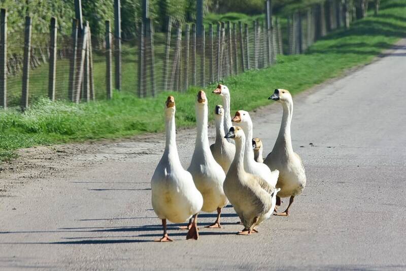 Сколько мяса производится в Крыму - инфографика