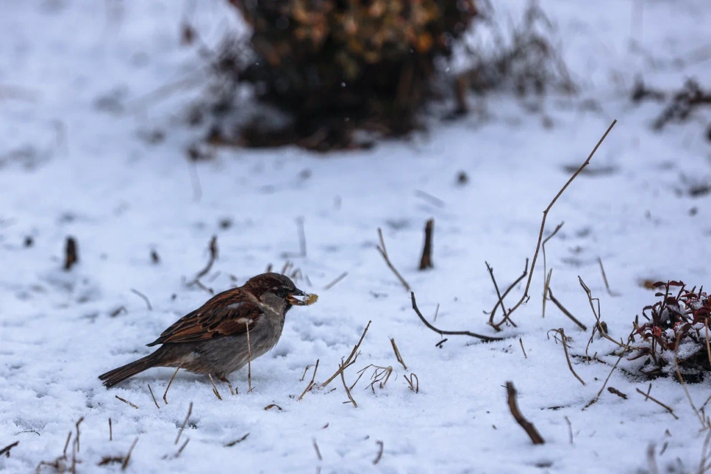 Ученые объяснили важность переписи воробьев для оценки состояния городской среды