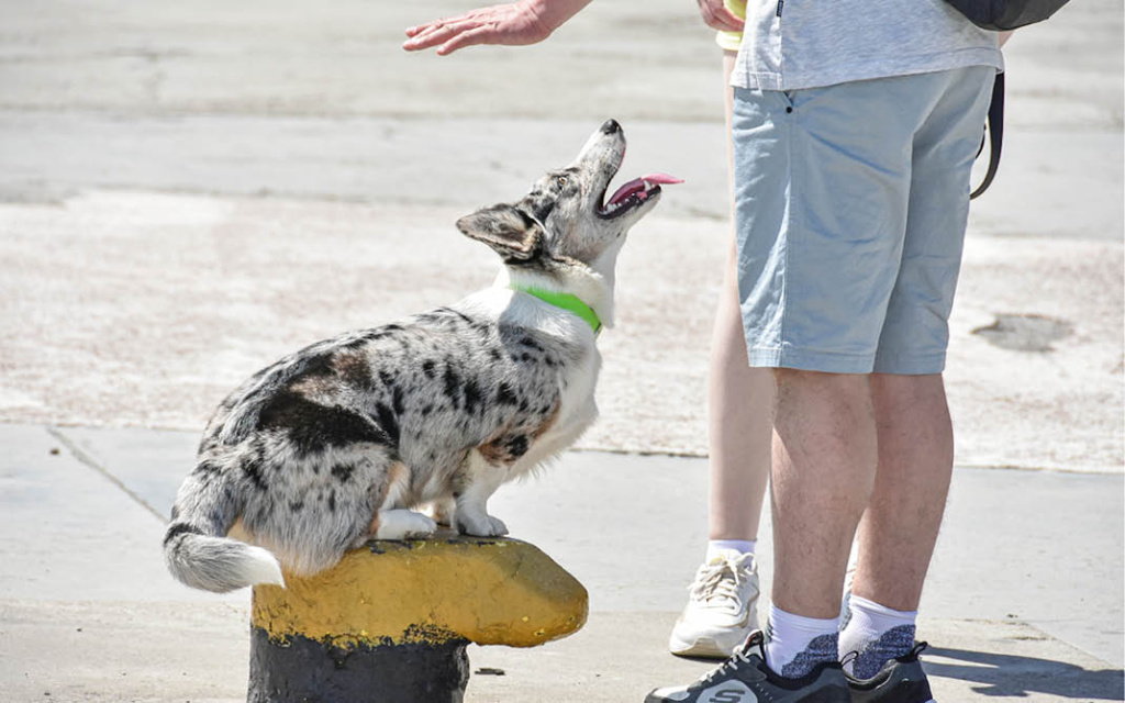 Опасные игры: кинолог рассказал, какие развлечения опасны для питомца