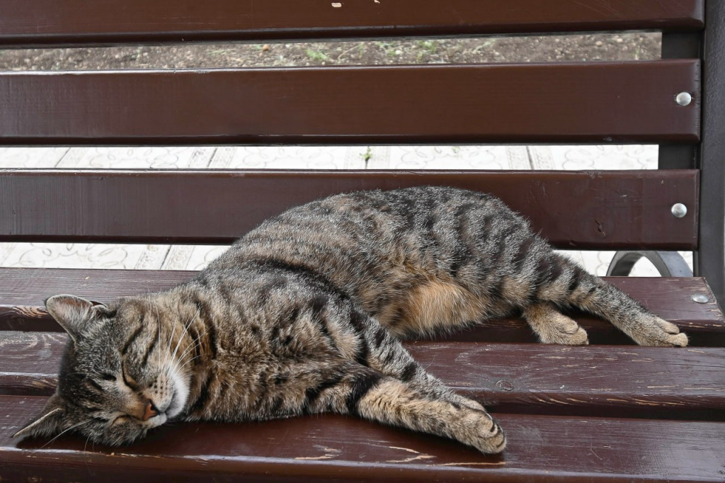 Искусственный интеллект помогает ветеринарам ставить диагноз