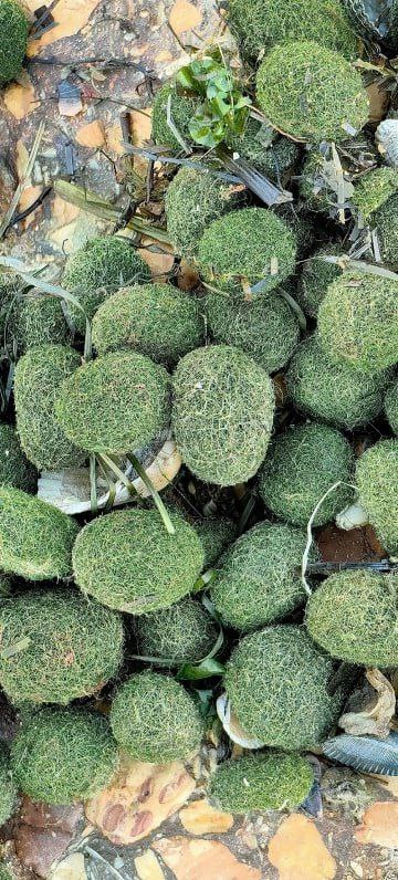 На побережье Крыма массово выбросило загадочные зелёные шарики: что это за необычное явление, рассказала эколог