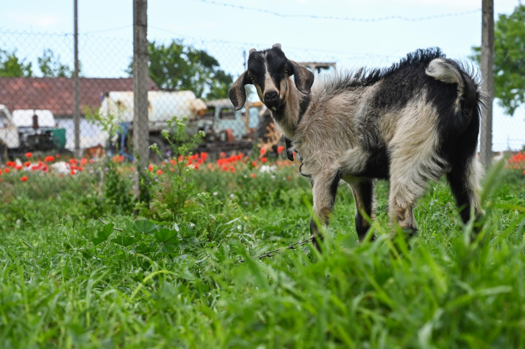 Куры в квартире и козы во дворе: как законно бороться с домашней фермой соседей