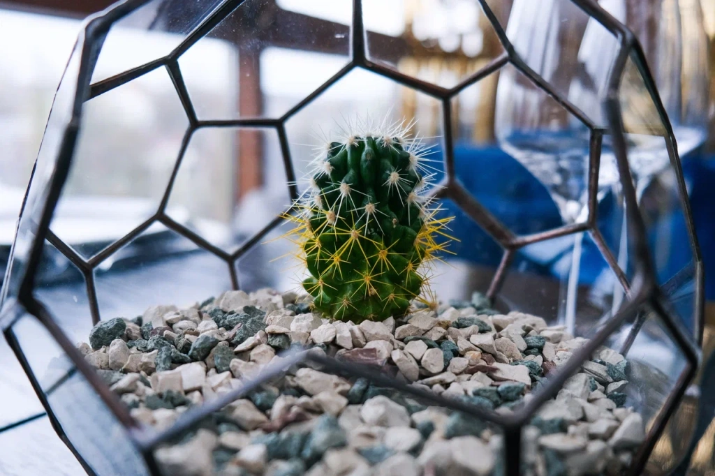 Особый уход: как помочь кактусам пережить зиму