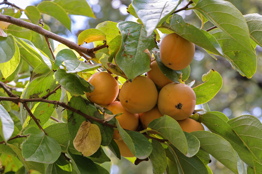 В Роспотребнадзоре Крыма рассказали, как правильно выбирать хурму