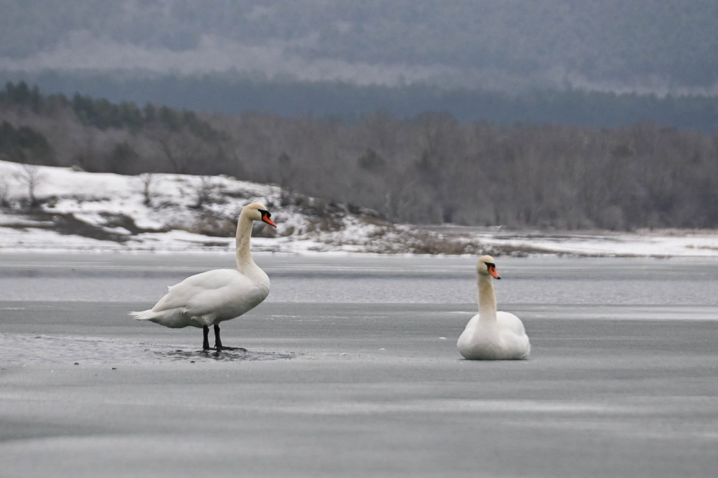 Погода 9 февраля: снег и мороз возвращаются