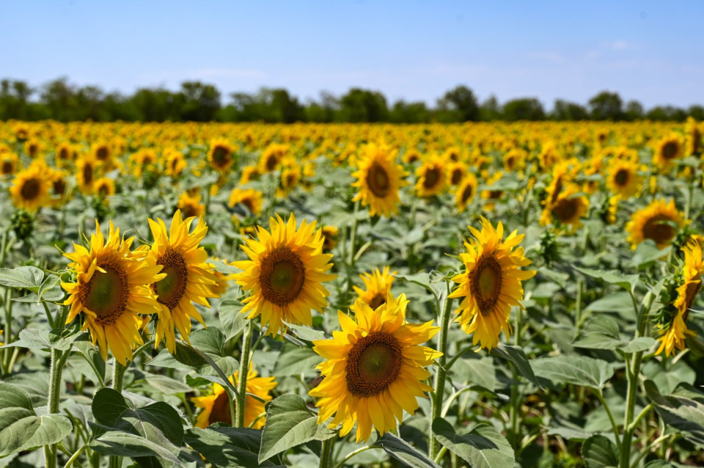 Погода 25 августа: ночью до +11