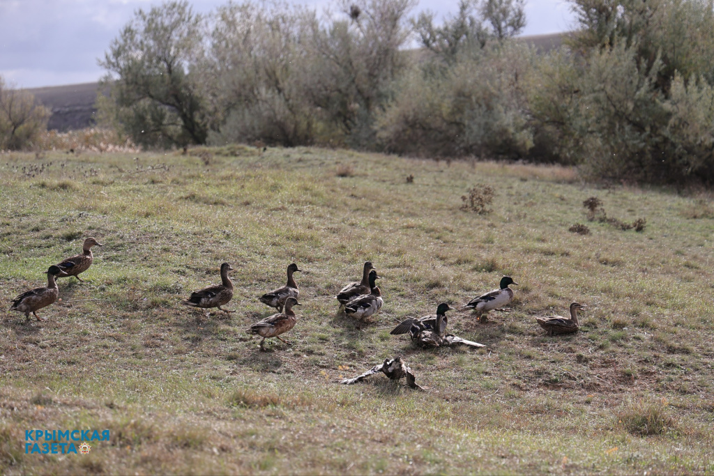 В Симферопольском районе с 3 ноября запретили все виды охоты