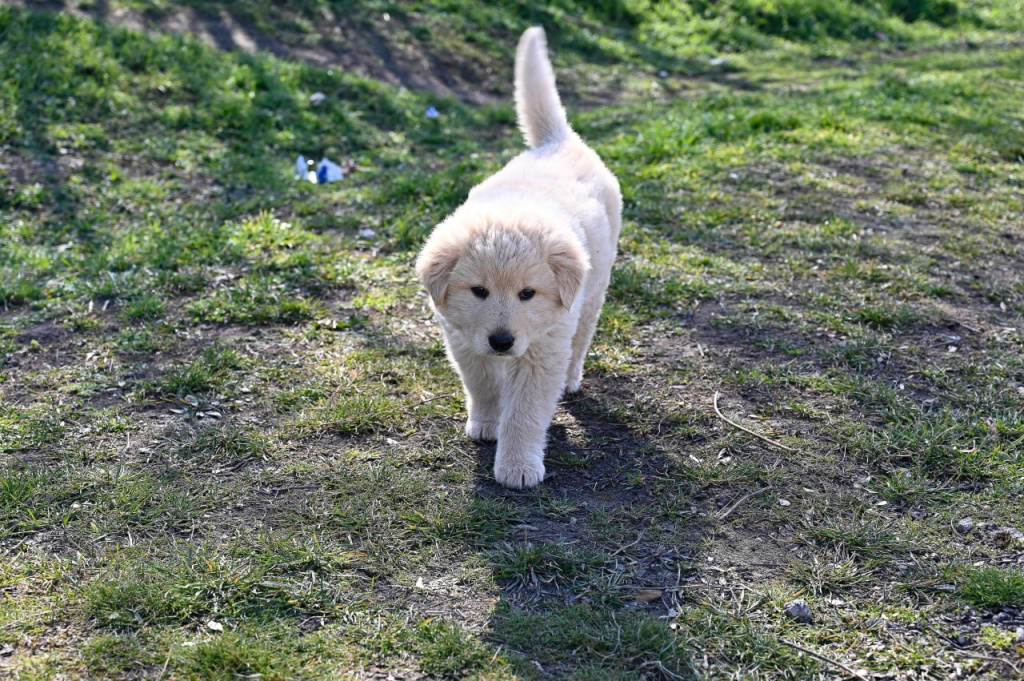 Эффективные методы защиты собак и кошек от весенних паразитов в Крыму