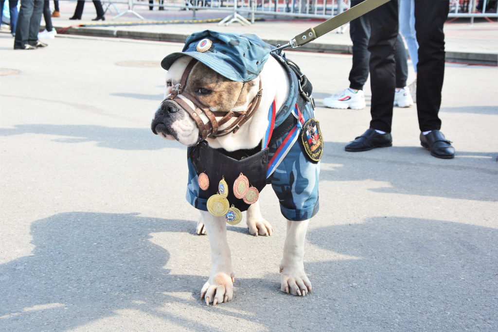Благотворительная выставка собак пройдёт в Новом Херсонесе