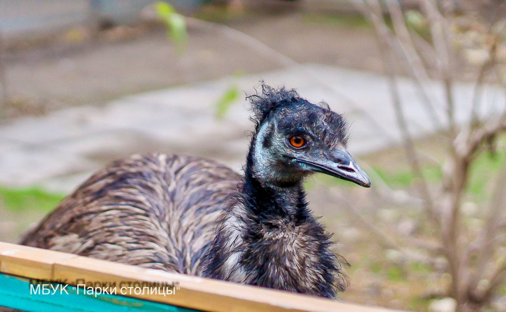 пресс-служба МБУК "Парки столицы" пресс-служба МБУК "Парки столицы"