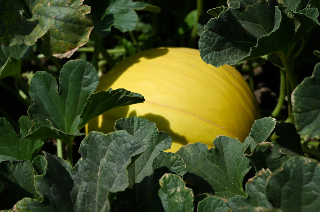 Это приводит к боли, вздутию и диарее: врач рассказала, как съесть дыню и не оказаться в реанимации