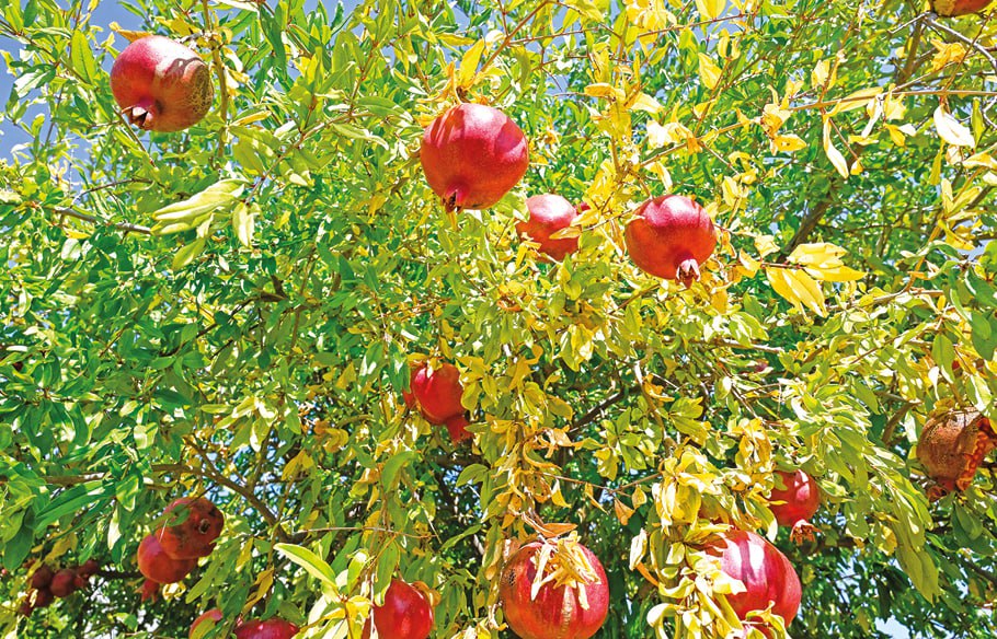 Евгений ЛЕТОВ, пресс-служба НБС Евгений ЛЕТОВ, пресс-служба НБС гранат