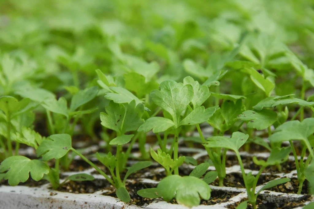 Кресс-салат, рукола и петрушка: как зимой вырастить зень на подоконнике