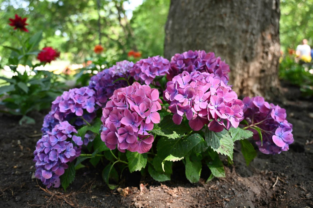 Погода 11 августа: днём до +33