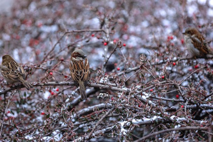 Более 4 тысяч воробьёв живёт в Крыму 