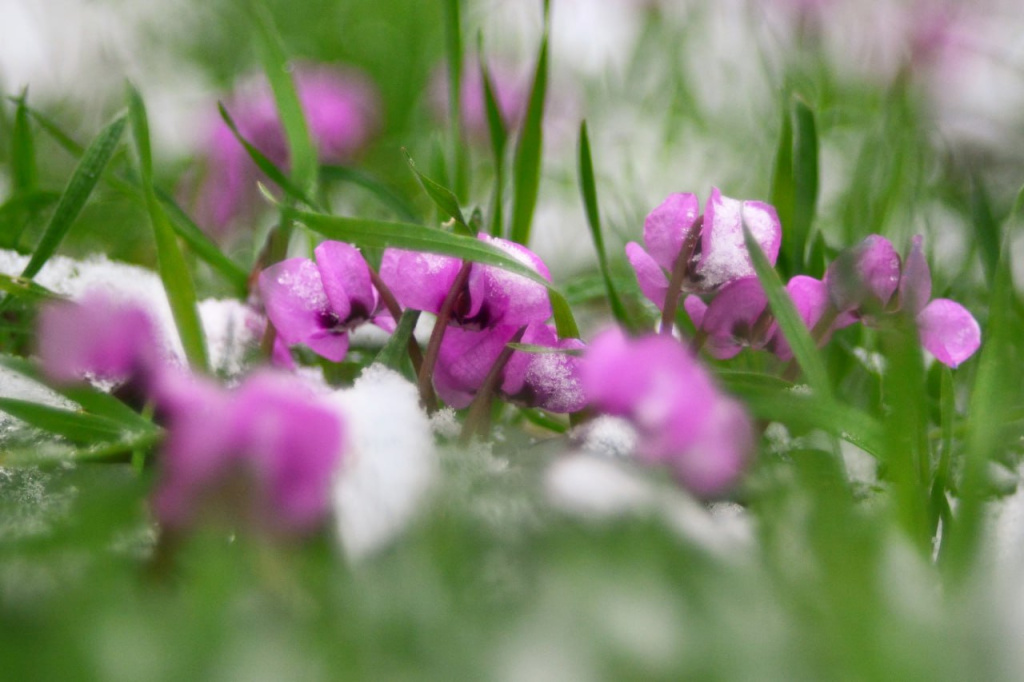 Погода в Крыму 11 апреля: мокрый снег и дождь 