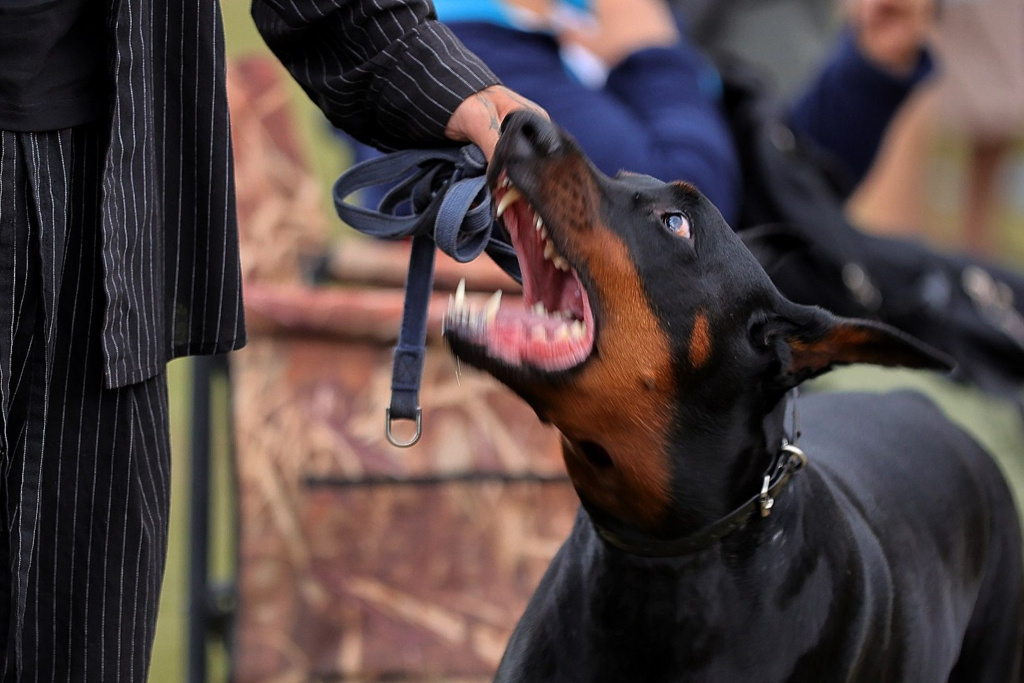 Эксперт рассказал, можно ли социализировать взрослую собаку