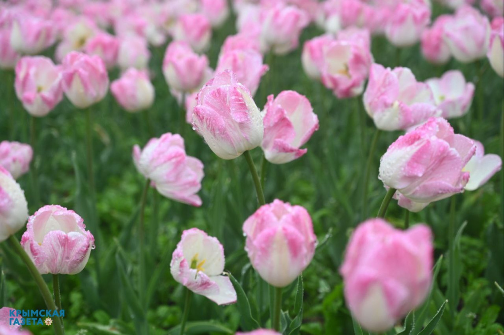 В Крыму выбирают самый красивый цветок «Парада тюльпанов» 2026 