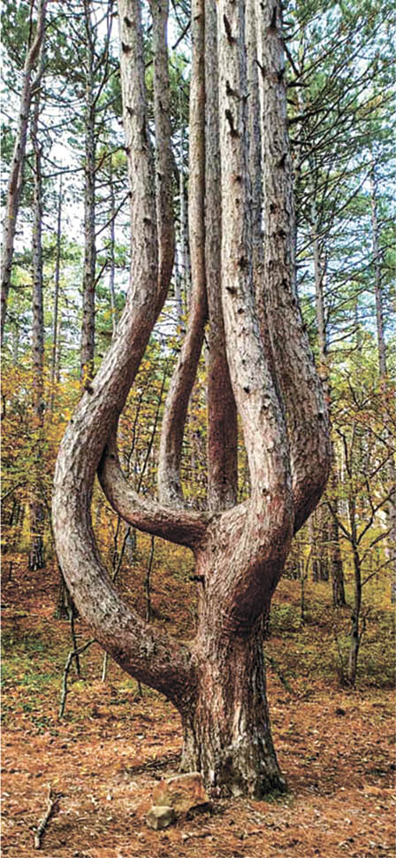 Иван КОВАЛЕНКО/Семиствольная сосна – прекрасный символ упрямой борьбы Марии с житейскими бурями 5-22.jpg