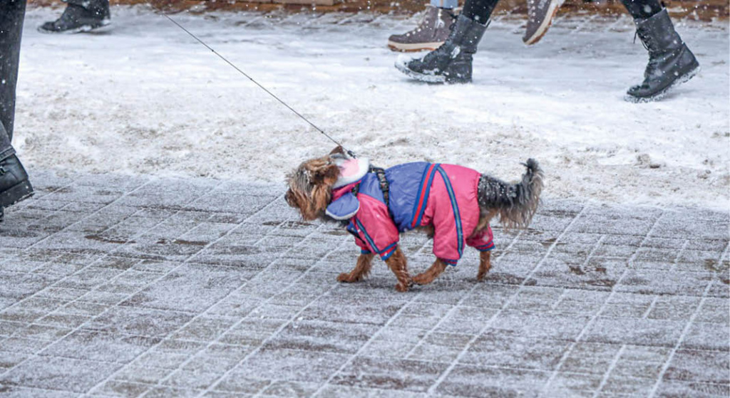 Ветеринар рассказала, как подготовить питомца к зиме
