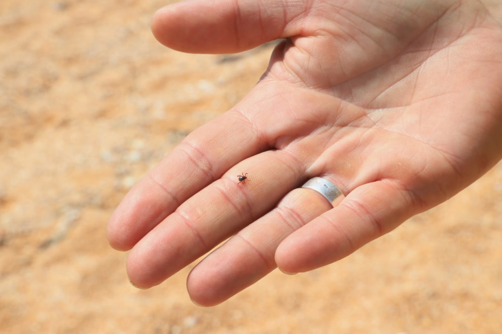 10 ошибок при укусе клеща и как избежать опасных последствий