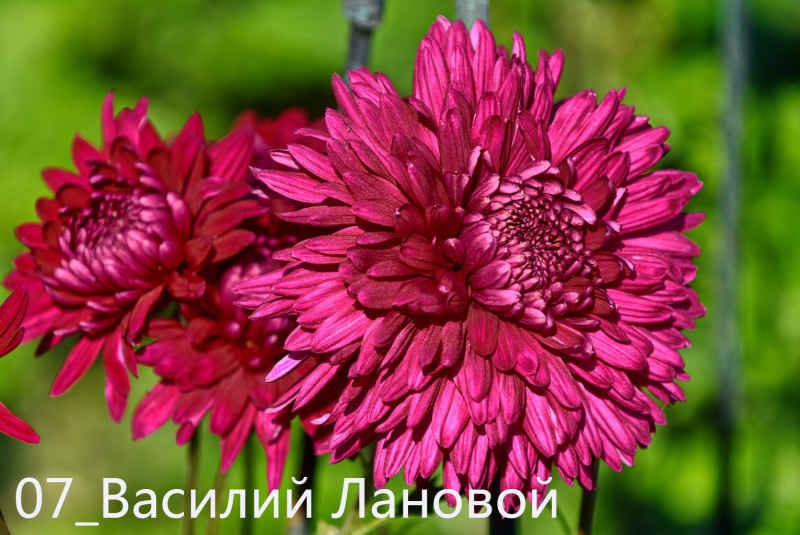 Фото: пресс-служба Никитского ботсада photo_2022-12-04_18-31-07.jpg