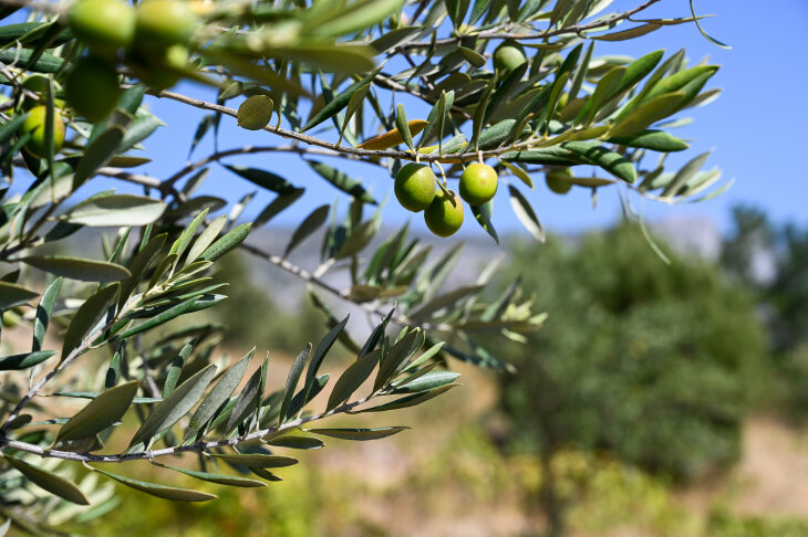 Евгений ЛЕТОВ, пресс-служба НБС Евгений ЛЕТОВ, пресс-служба НБС оливк