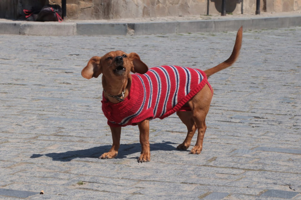 Не повод для умиления: кинолог рассказал, на какие серьёзные болезни может указывать храп у собаки