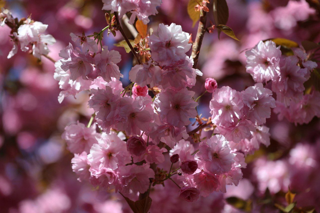 В Ботаническом саду Симферополя зацвела сакура