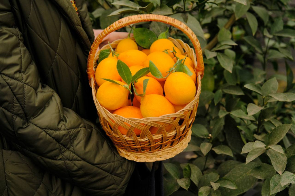 Евгений Летов Евгений Летов лимоны