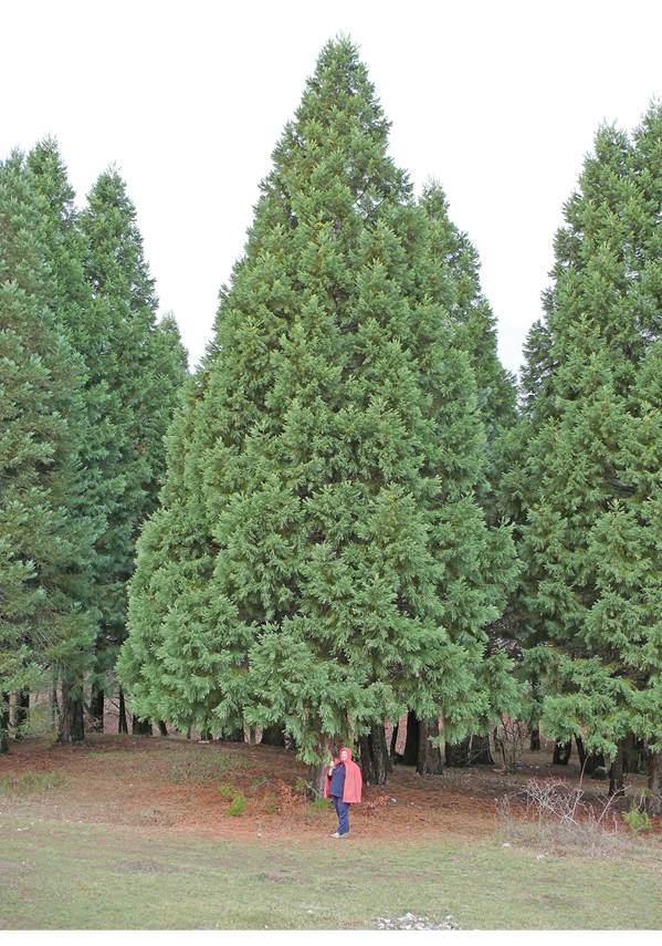 Кирилл Белозёров Кирилл Белозёров