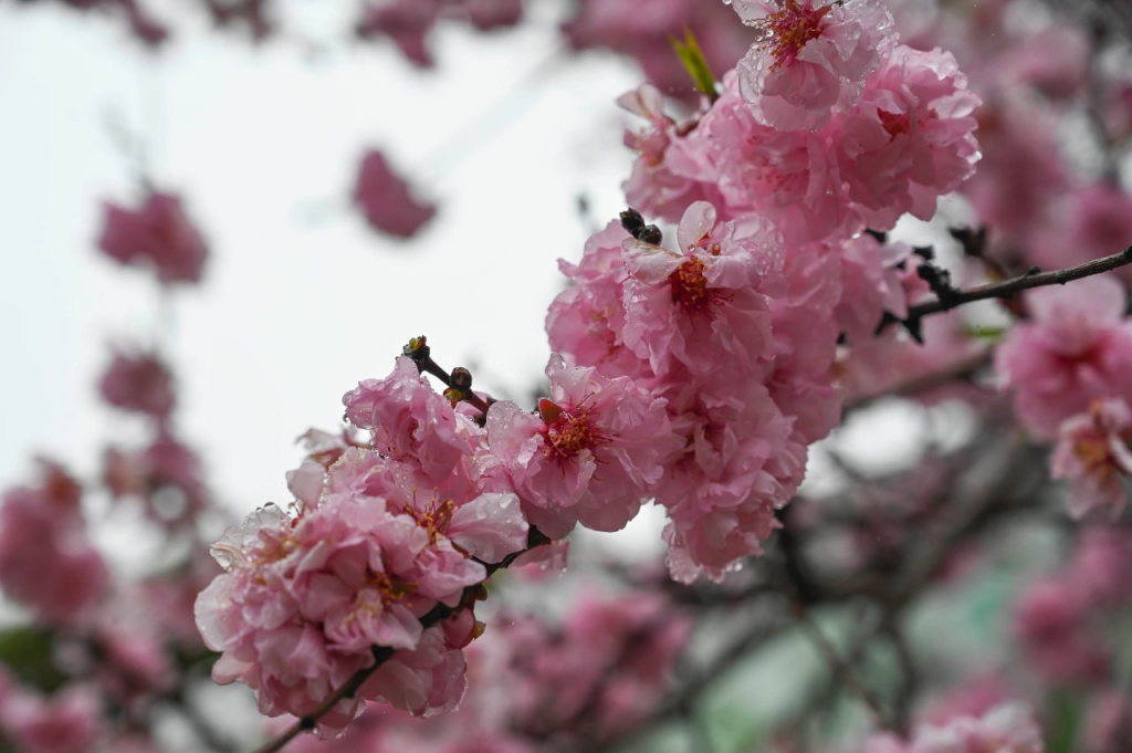 Сады проснулись: как аномальные температуры ноября повлияют на урожай в Крыму
